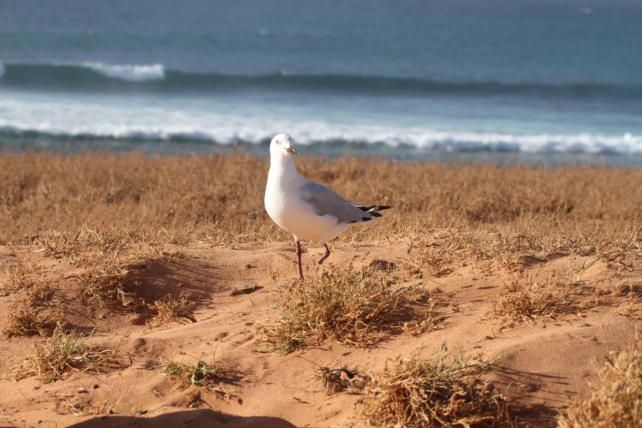 Meeuw in het duingras aan zee